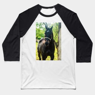 the handsome horse Baseball T-Shirt